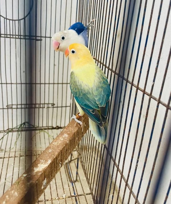 Lovebird for Sale Aqua, Creamino Opaline, Parblue Opaline, Pale Fallow 10