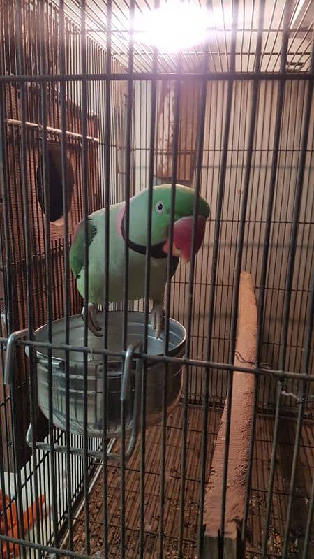 raw parrot breeding pair for sale 0