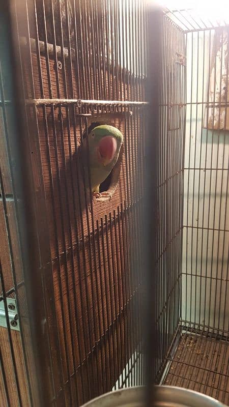 raw parrot breeding pair for sale 1