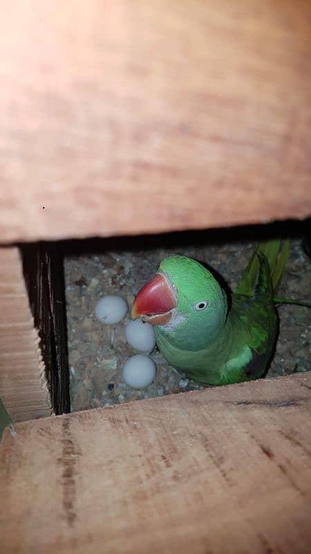 raw parrot breeding pair for sale 2