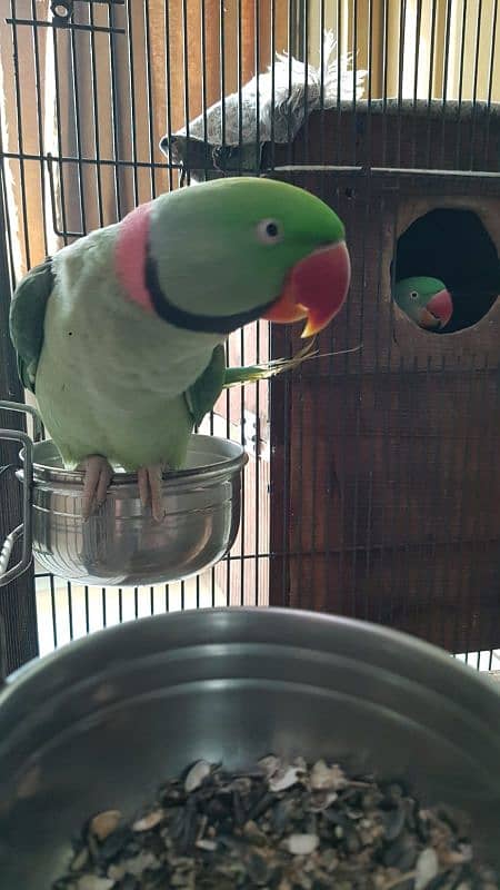 raw parrot breeding pair for sale 3