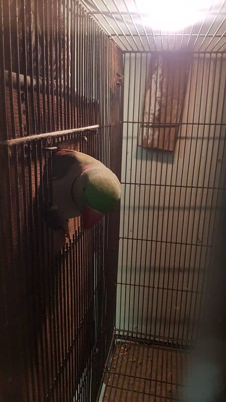 raw parrot breeding pair for sale 4