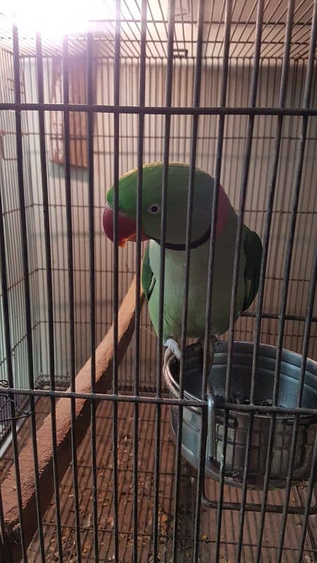 raw parrot breeding pair for sale 5