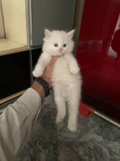 Persian blue eyes triple coated  kitten 03247627801