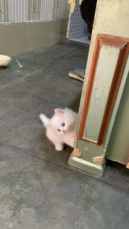 Persian blue eyes triple coated  kitten 03247627801 3