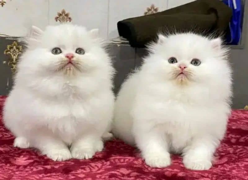 Persian kittens triple coat pair for sale contact whatsap03046501951 2