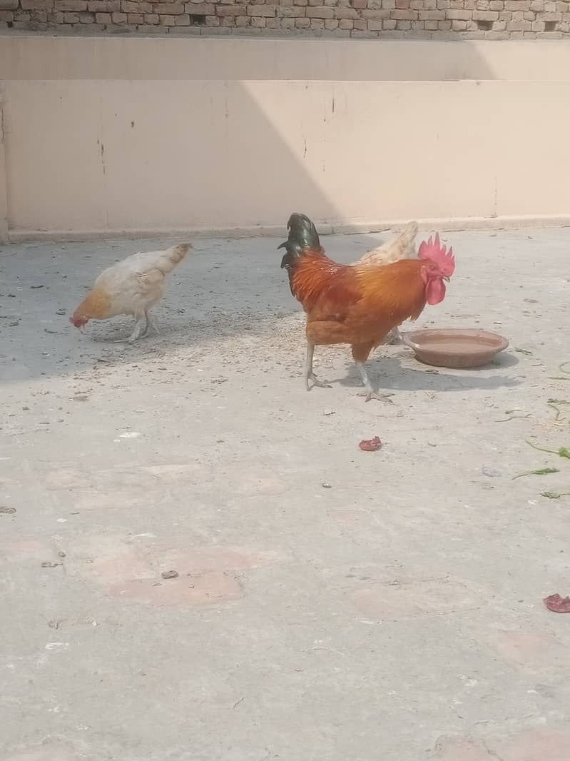 Egg laying Desi Hens 6