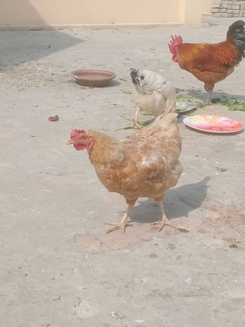 Egg laying Desi Hens 7