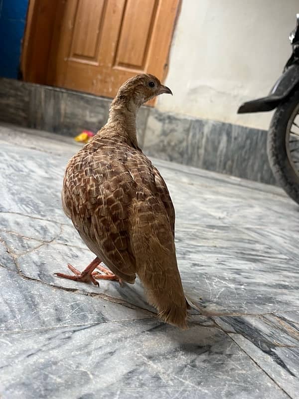 irani dekani  breader female 0