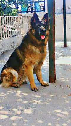 German Shepherd for stud only