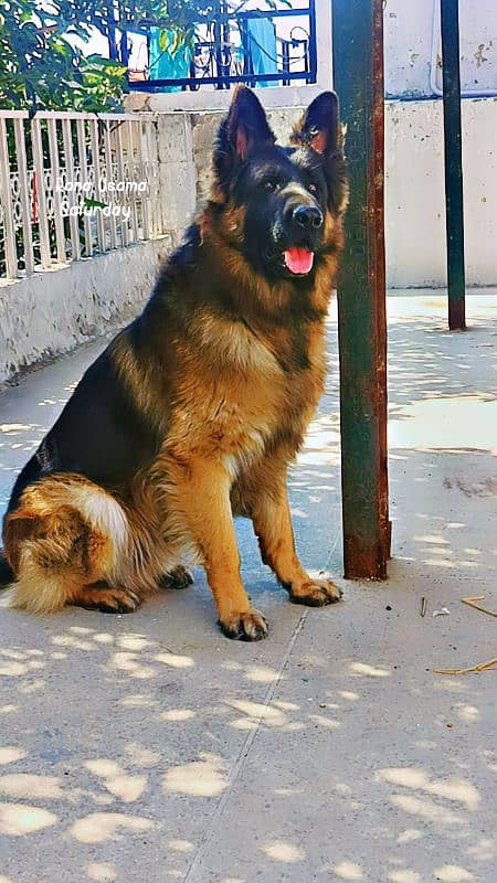 German Shepherd for stud only 0