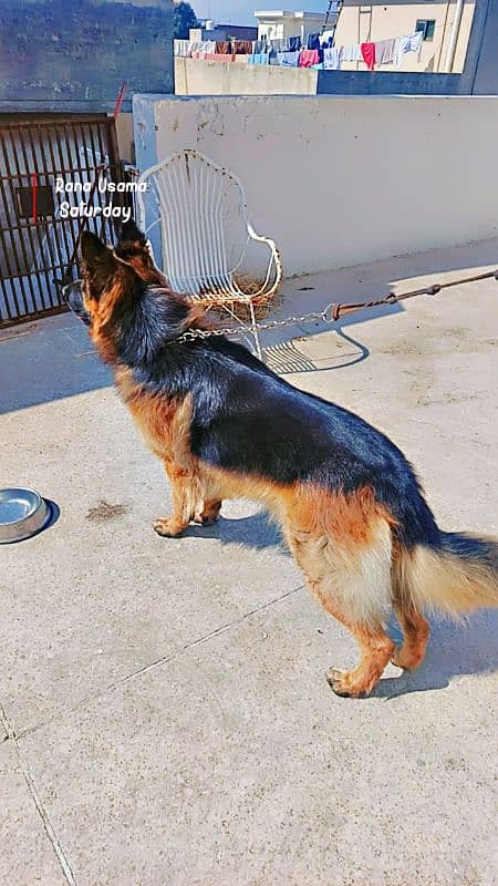 German Shepherd for stud only 2