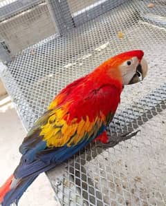 red gold macaw parrot call number 03086787090