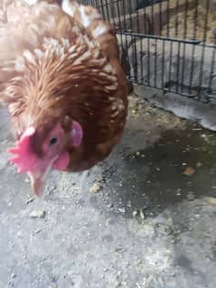 Lohman hen for sale