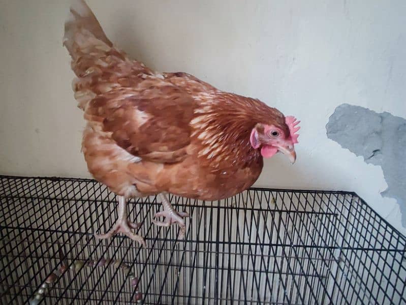 Lohman hen for sale 1