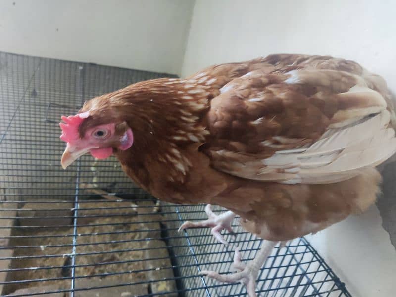 Lohman hen for sale 2