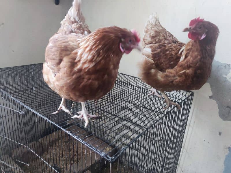 Lohman hen for sale 3