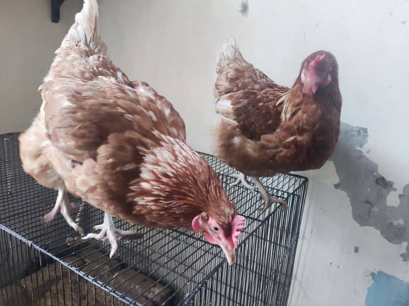 Lohman hen for sale 4