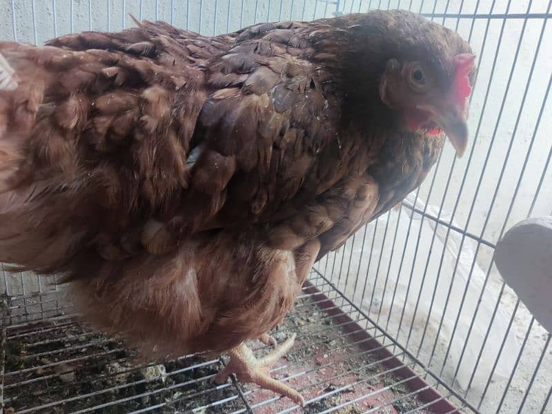 Lohman hen for sale 5