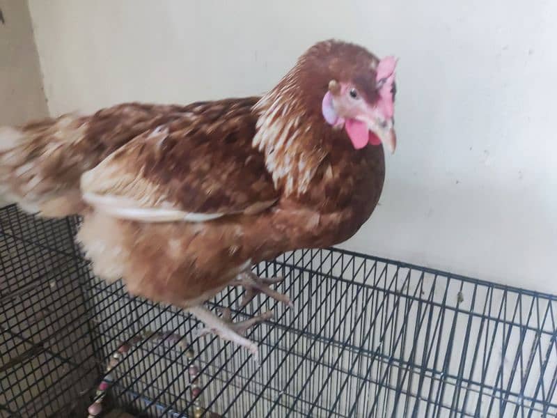 Lohman hen for sale 6