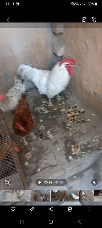 beautifull hens 0