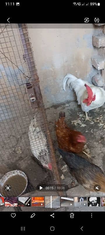 beautifull hens 1