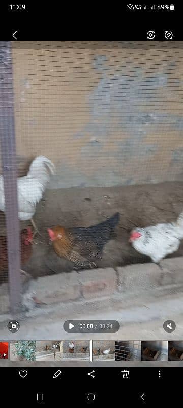 beautifull hens 3