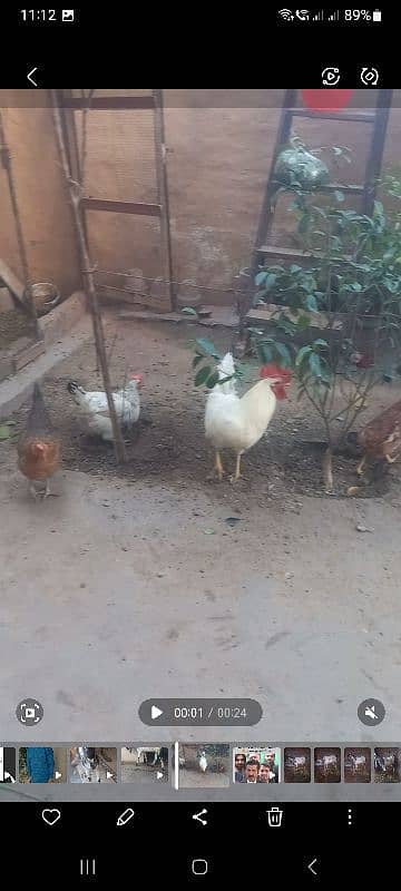 beautifull hens 4