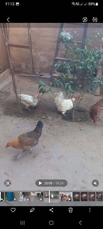 beautifull hens 5