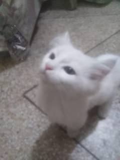 Persion | Persion Cat | Persion Kitten | Tripple Coated For Sale