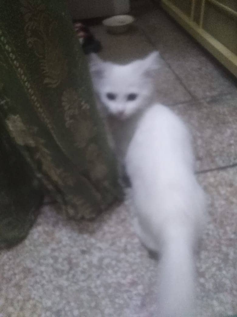 Persion | Persion Cat | Persion Kitten | Tripple Coated For Sale 3