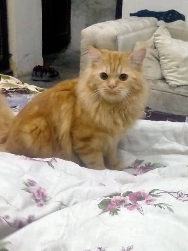 Persian Male Cat for Sale 1