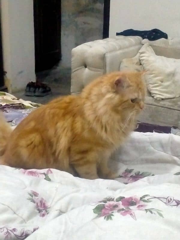 Persian Male Cat for Sale 2