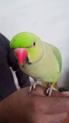 parrot