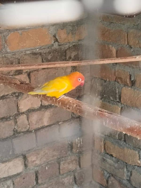 top quality love bird for sale 0