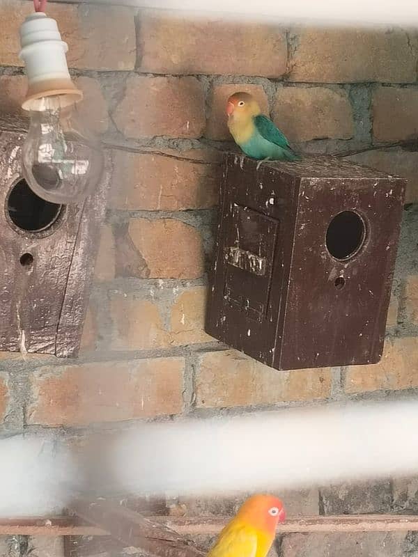 top quality love bird for sale 1