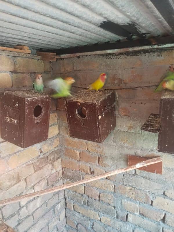 top quality love bird for sale 6