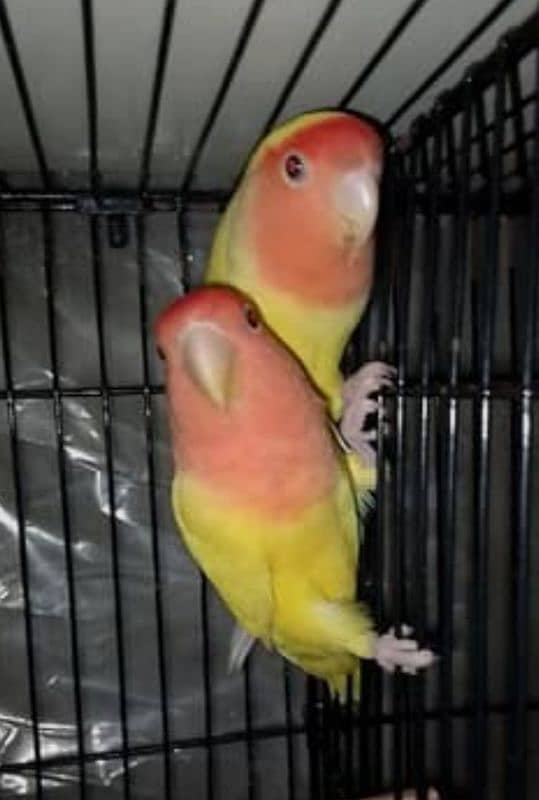 top quality love bird for sale 12