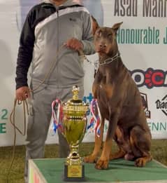 doberman female puppy available import father from Russia