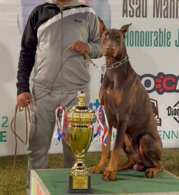 doberman female puppy available import father from Russia 0