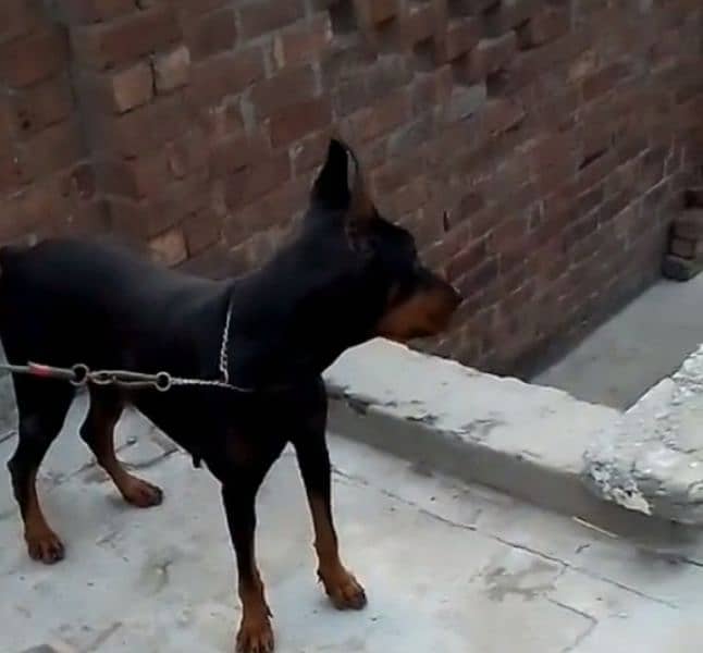 doberman female puppy available import father from Russia 1