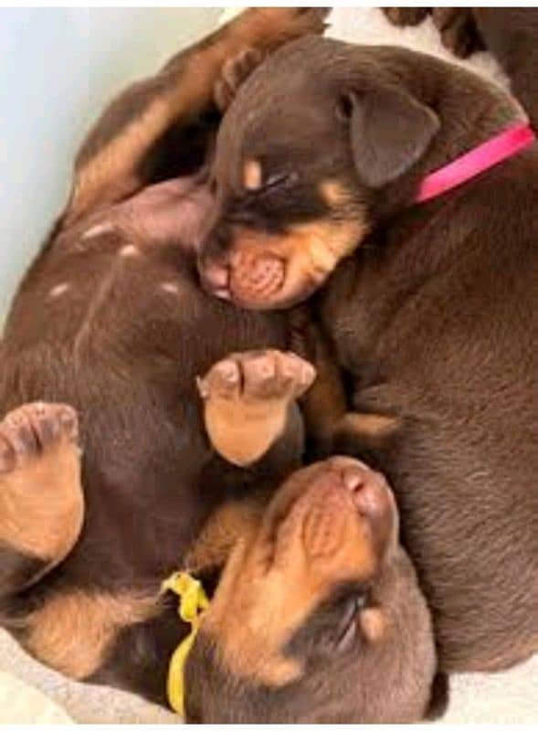 doberman female puppy available import father from Russia 2