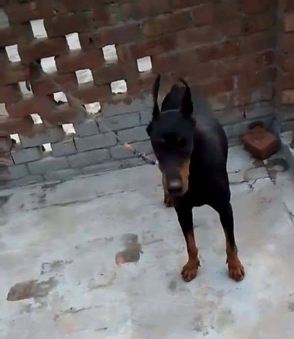 doberman female puppy available import father from Russia 4