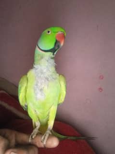 perrot