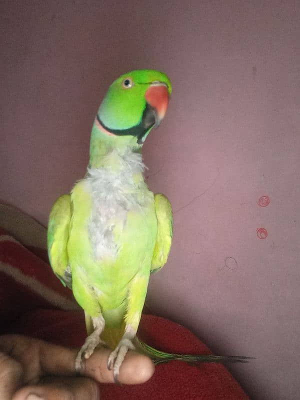 perrot 0