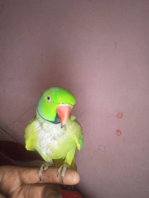 perrot 1