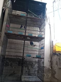 parrot cage