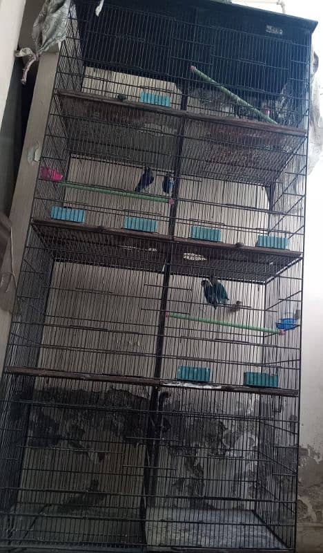 parrot cage 2