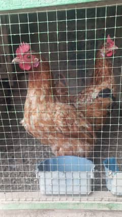 Desi Hens for sale Egg Laying