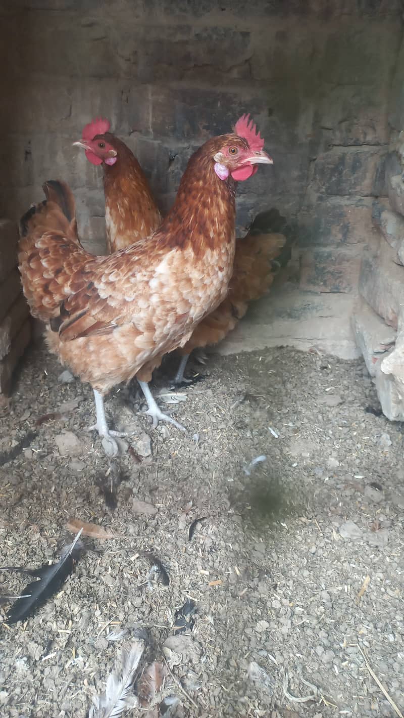 Desi Hens for sale Egg Laying 1